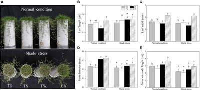 Adaptive Responses of Common and Hybrid Bermudagrasses to Shade Stress Associated With Changes in Morphology, Photosynthesis, and Secondary Metabolites